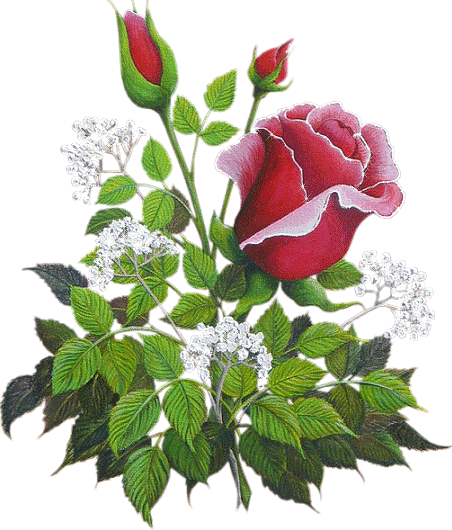 Piękne pęki małych róż